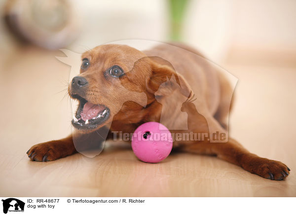 Hund mit Spielzeug / dog with toy / RR-48677