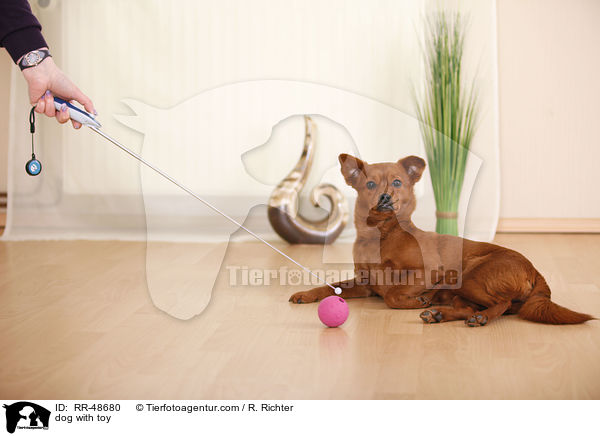 Hund mit Spielzeug / dog with toy / RR-48680