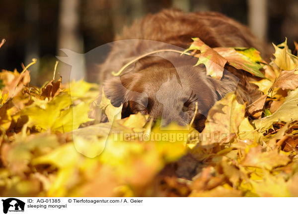 schlafender Mnsterlnder-Mix / sleeping mongrel / AG-01385