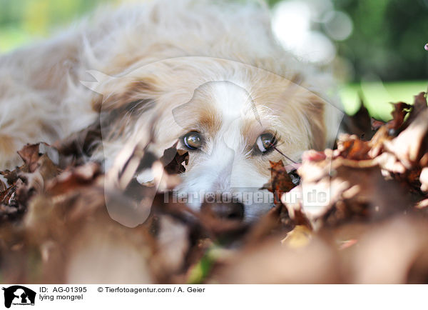 Podengo-Portugues-Mix / lying mongrel / AG-01395