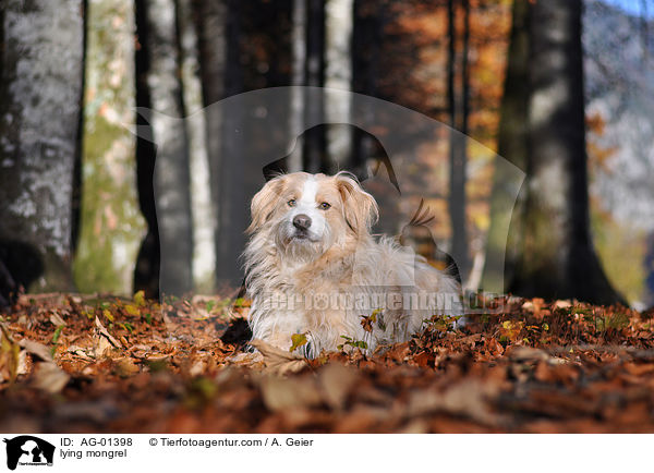 Podengo-Portugues-Mix / lying mongrel / AG-01398