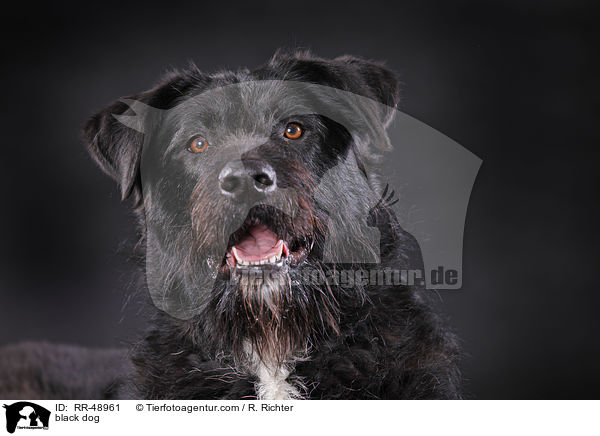 schwarzer Hund / black dog / RR-48961