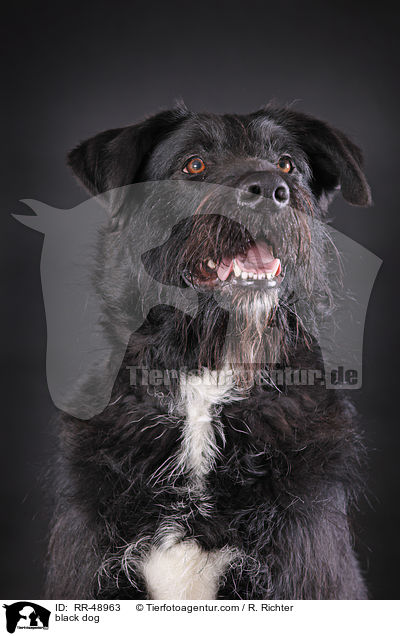 schwarzer Hund / black dog / RR-48963