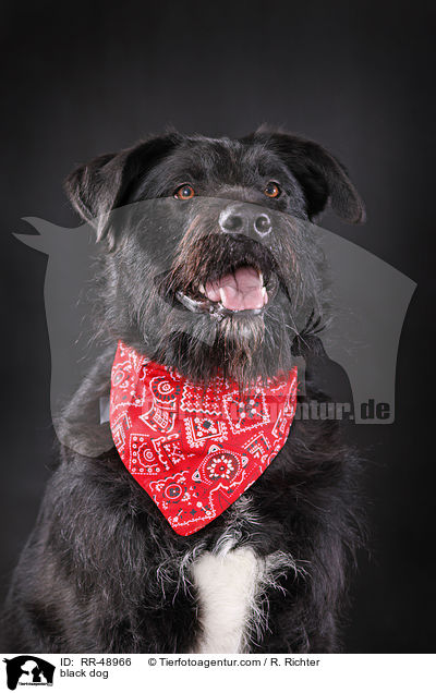 schwarzer Hund / black dog / RR-48966