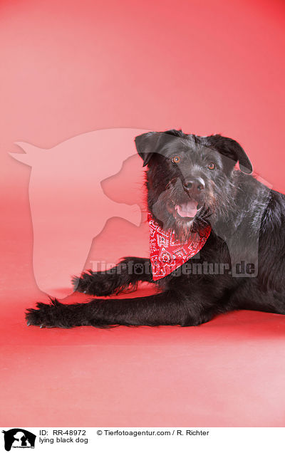 liegender schwarzer Hund / lying black dog / RR-48972