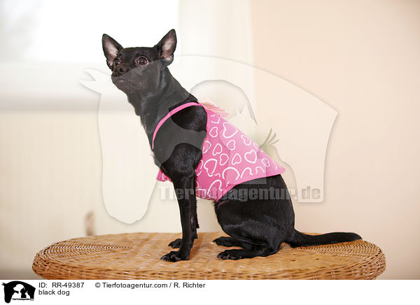 Chihuahua-Mischling / black dog / RR-49387