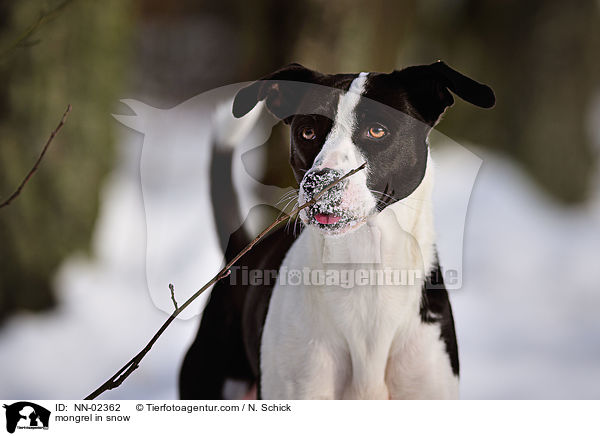 Mischling im Schnee / mongrel in snow / NN-02362
