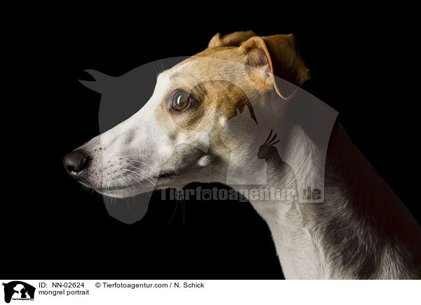 mongrel portrait / NN-02624
