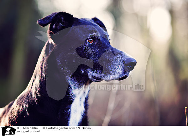 Schferhund-Labrador-Mix Portrait / mongrel portrait / NN-02664