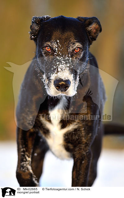 Schferhund-Labrador-Mix Portrait / mongrel portrait / NN-02665