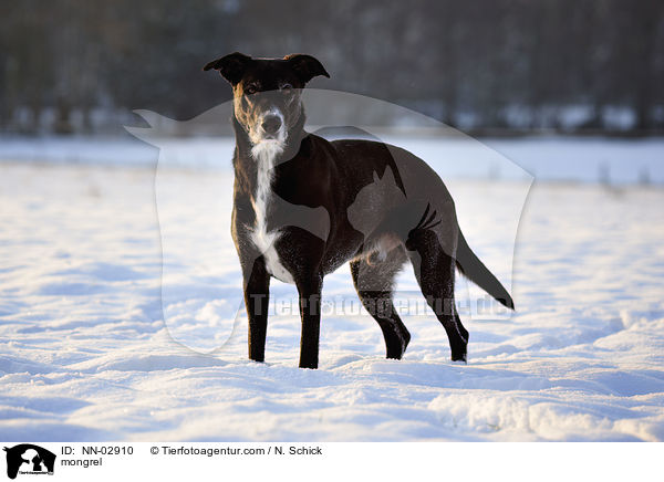 Labrador-Schferhund-Mix / mongrel / NN-02910
