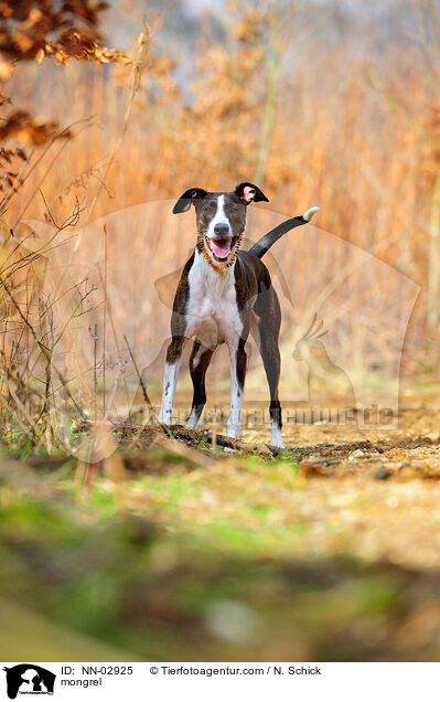 Podenco-Mix / mongrel / NN-02925