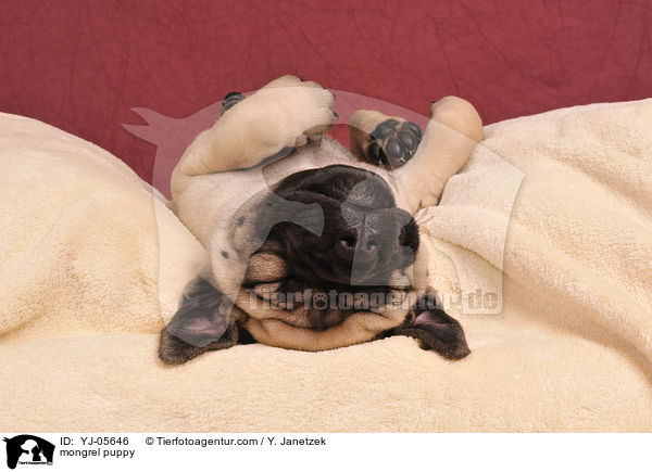 Ridgeback-Bullmastiff-Mix Welpe / mongrel puppy / YJ-05646