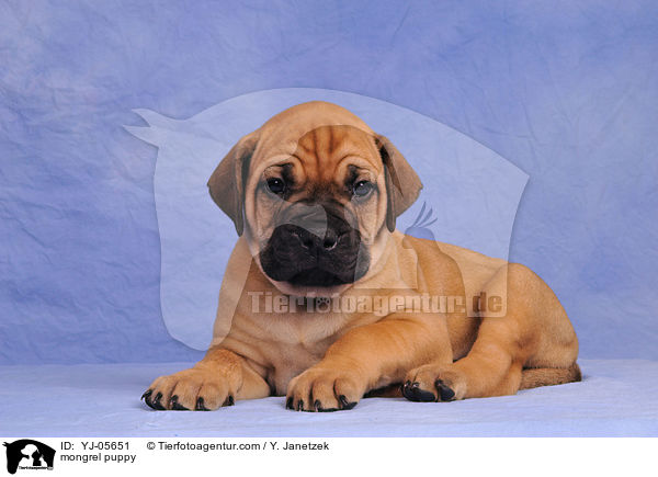 Ridgeback-Bullmastiff-Mix Welpe / mongrel puppy / YJ-05651