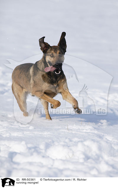 running mongrel / RR-50361