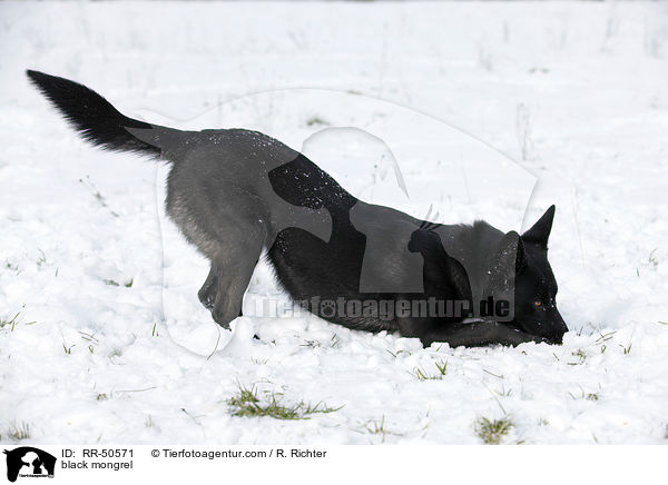 schwarzer Mischling / black mongrel / RR-50571
