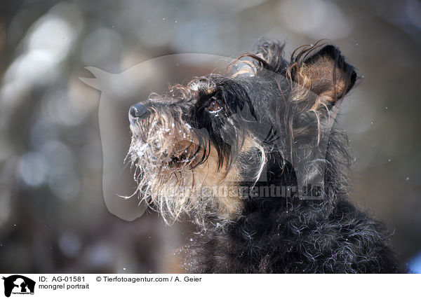 Terrier-Mix Portrait / mongrel portrait / AG-01581