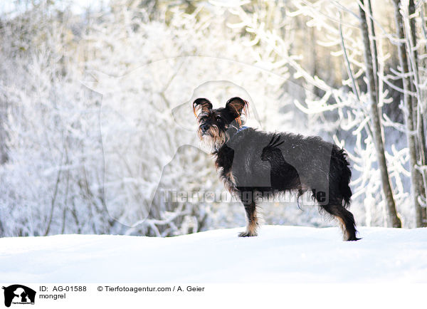 Terrier-Mix / mongrel / AG-01588
