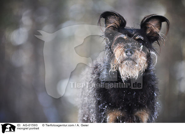 Terrier-Mix Portrait / mongrel portrait / AG-01593