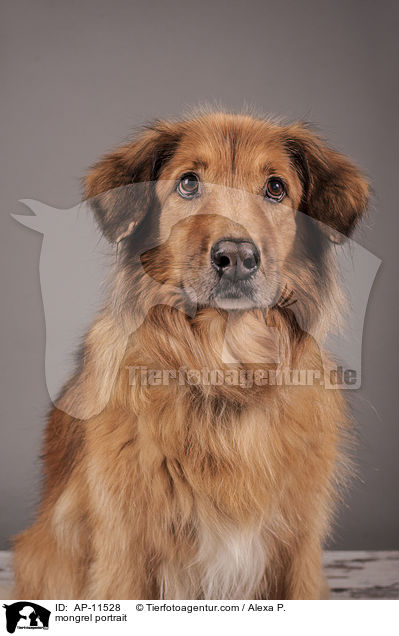 Mischling Portrait / mongrel portrait / AP-11528
