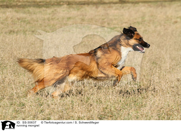 running mongrel / SS-30637