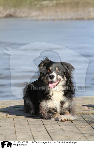 liegender Border-Collie-Mix / lying mongrel / SS-30787