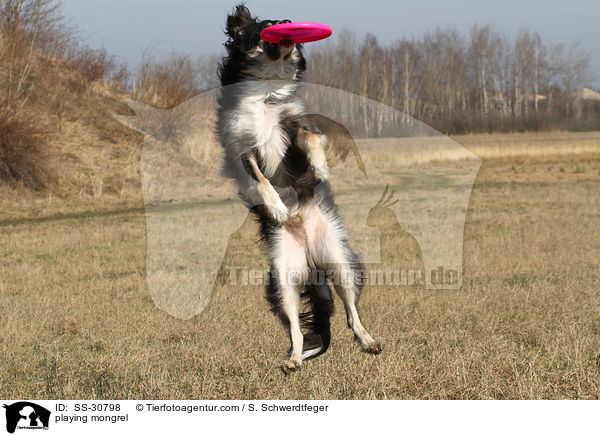 spielender Border-Collie-Mix / playing mongrel / SS-30798