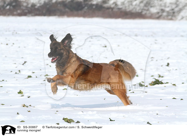 running mongrel / SS-30867