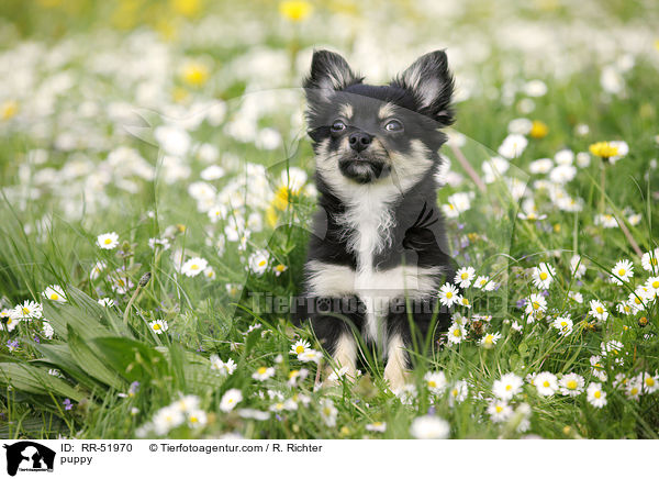 Chihuahua-Papillon-Mix Welpe / puppy / RR-51970