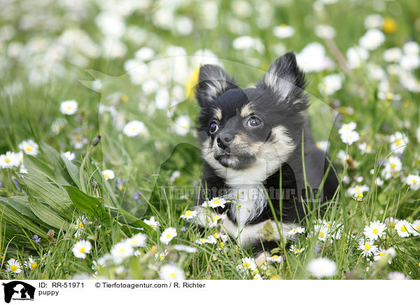 Chihuahua-Papillon-Mix Welpe / puppy / RR-51971