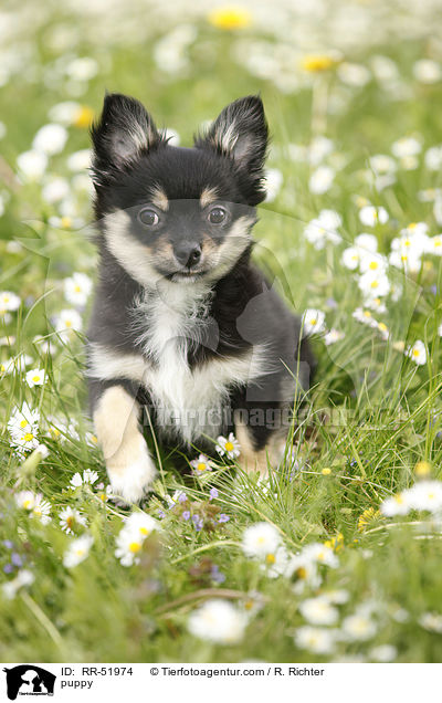 Chihuahua-Papillon-Mix Welpe / puppy / RR-51974