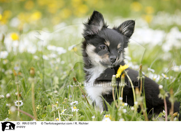 Chihuahua-Papillon-Mix Welpe / puppy / RR-51975