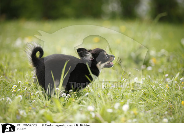 Chihuahua-Papillon-Mix Welpe / puppy / RR-52005