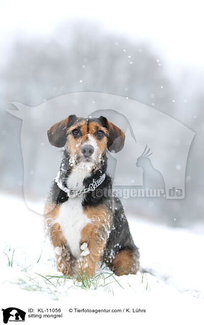 sitzender Dackel-Mix / sitting mongrel / KL-11056