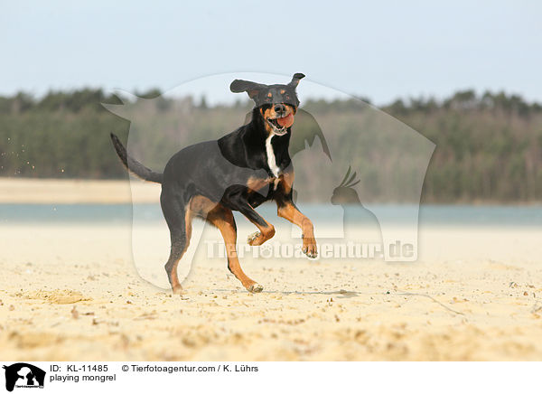 spielender Mischling / playing mongrel / KL-11485