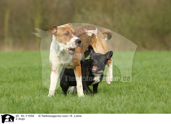 2 Hunde / 2 dogs / KL-11558