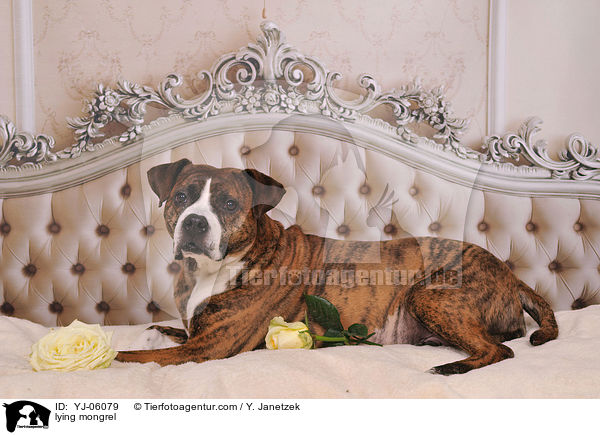 liegender Mischling / lying mongrel / YJ-06079