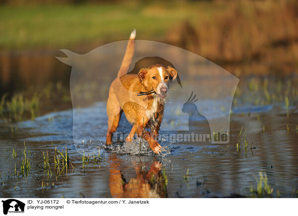 spielender Podenco-Mix / playing mongrel / YJ-06172