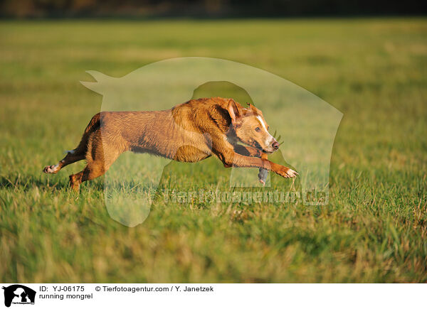 running mongrel / YJ-06175