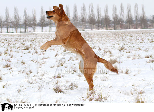 springender Golden-Retriever-Terrier-Mix / jumping mongrel / SS-30893