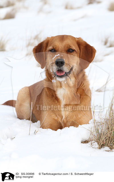 liegender Golden-Retriever-Terrier-Mix / lying mongrel / SS-30896