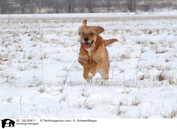 rennender Golden-Retriever-Terrier-Mix / running mongrel / SS-30911