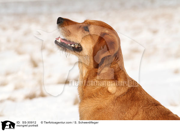 Golden-Retriever-Terrier-Mix Portrait / mongrel portrait / SS-30912