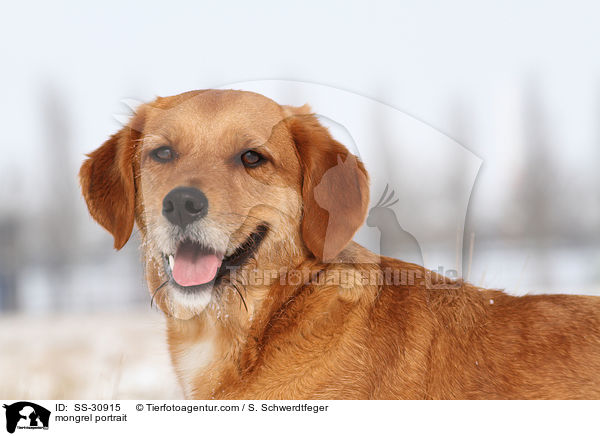 Golden-Retriever-Terrier-Mix Portrait / mongrel portrait / SS-30915