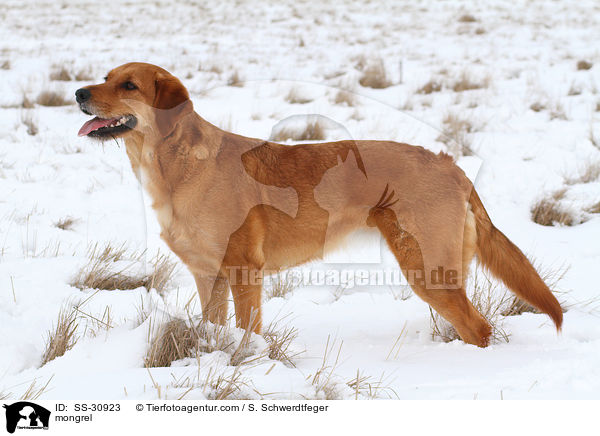 Golden-Retriever-Terrier-Mix / mongrel / SS-30923