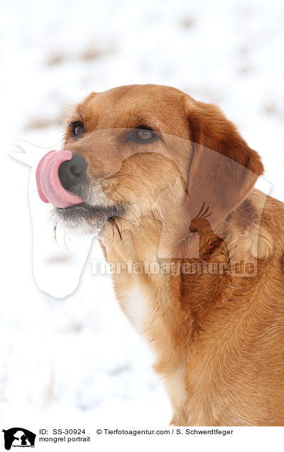 Golden-Retriever-Terrier-Mix Portrait / mongrel portrait / SS-30924