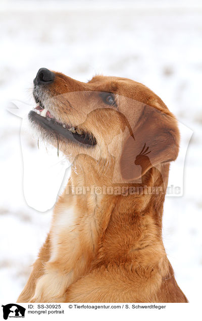 Golden-Retriever-Terrier-Mix Portrait / mongrel portrait / SS-30925