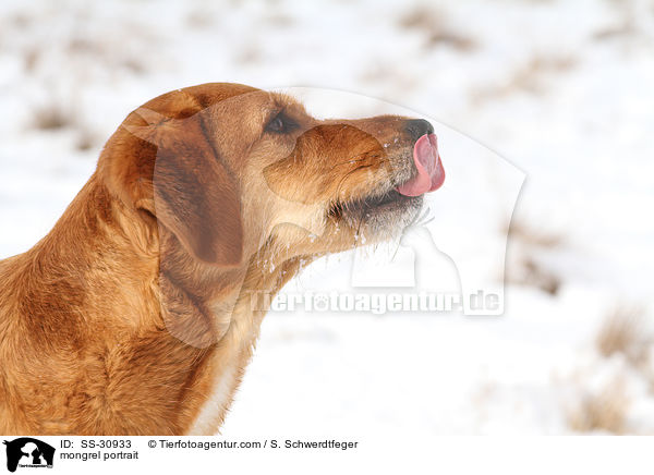 Golden-Retriever-Terrier-Mix Portrait / mongrel portrait / SS-30933