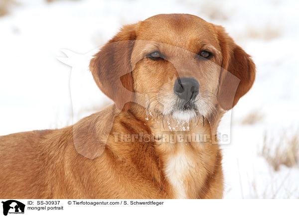 Golden-Retriever-Terrier-Mix Portrait / mongrel portrait / SS-30937