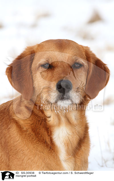 Golden-Retriever-Terrier-Mix Portrait / mongrel portrait / SS-30938